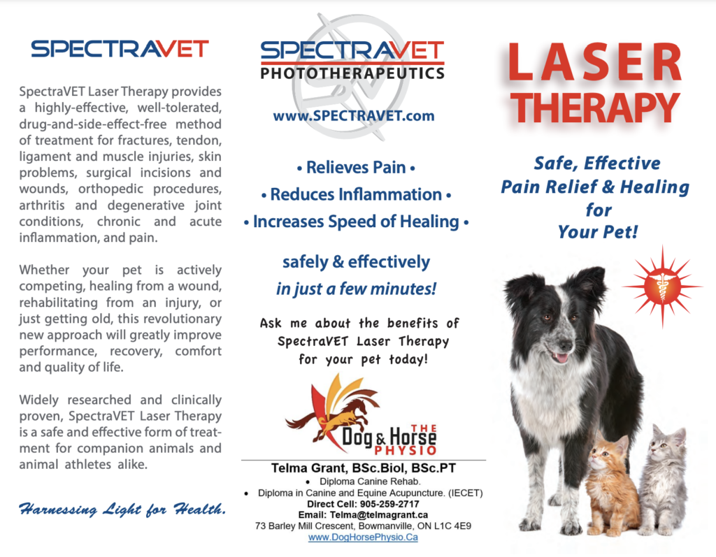 is laser therapy good for dogs