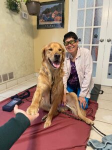Telma doing laser therapy on Waffles, the golden retriever