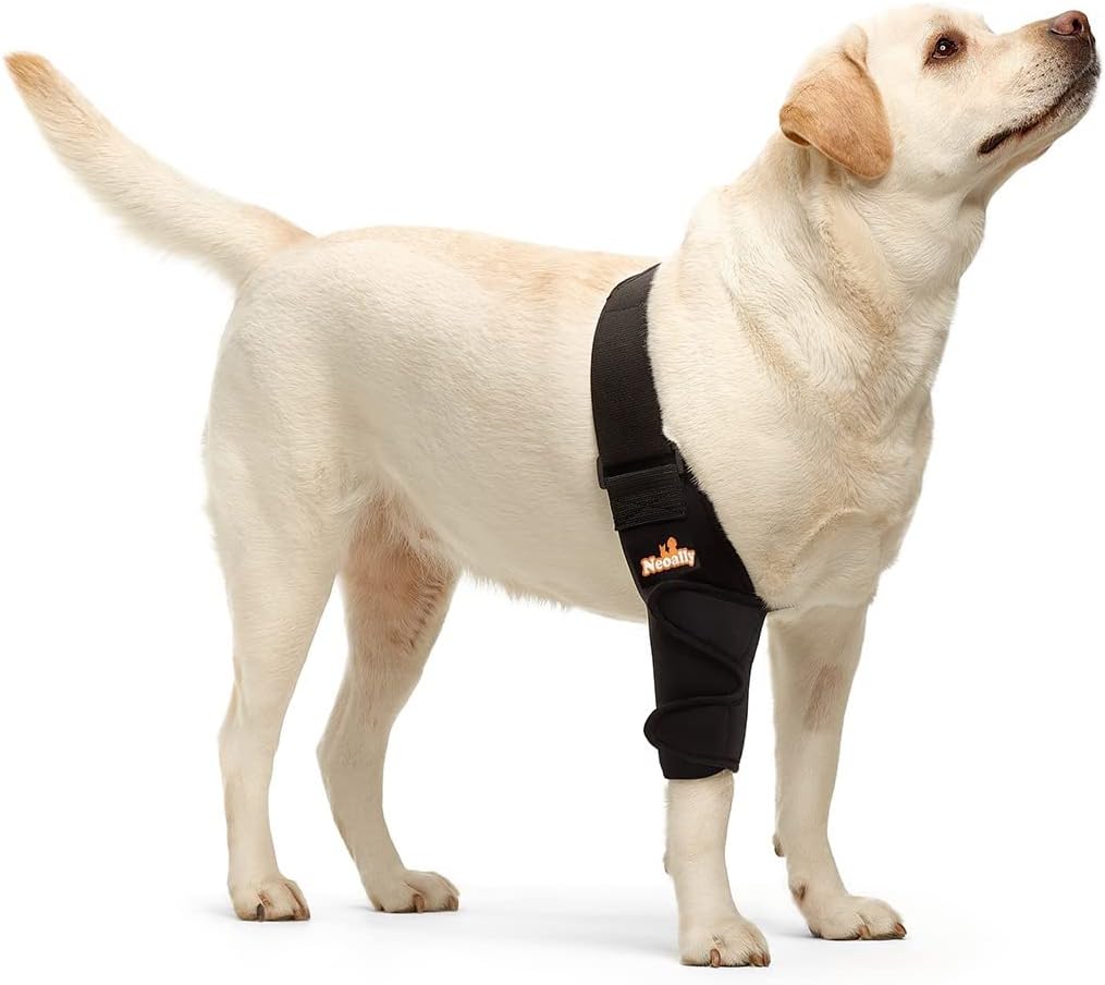 Dog with Elbow Brace On