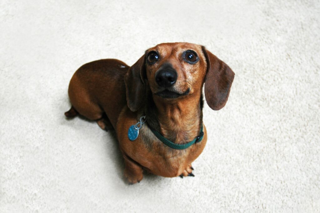 Dachshund 